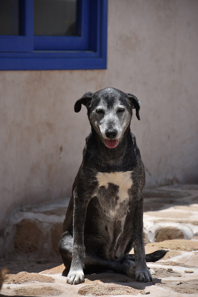 happy rescue dogs on the beach