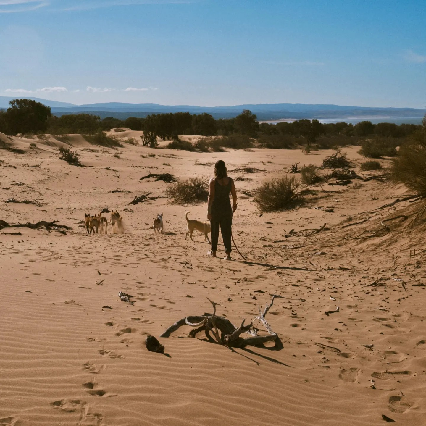 happy rescue dogs on the beach